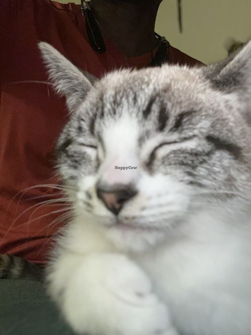 Bliss point   at Dancing Bear Cafe in Middletown