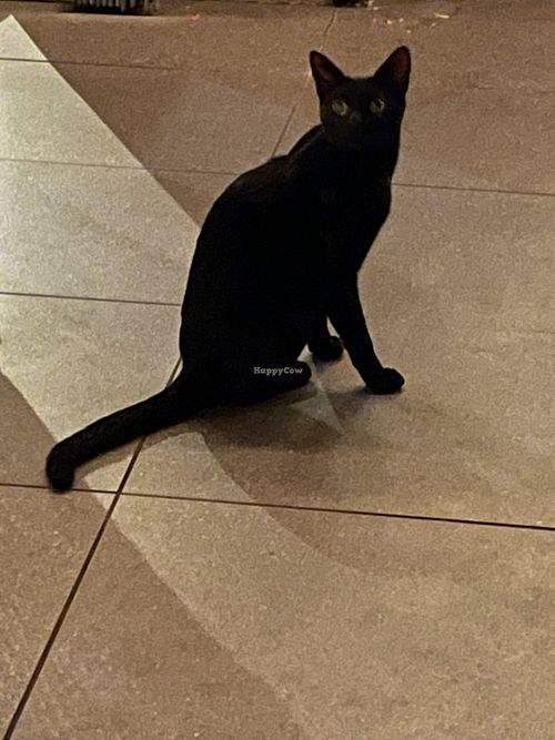 OJ the cat  at Mirador in St Thomas