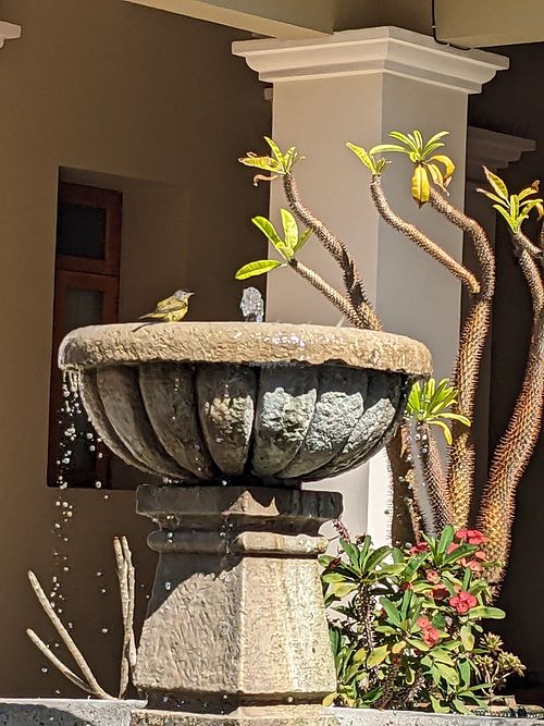 Mejorana Cocina Temporal