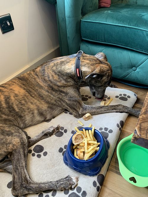 Even Haize got catered for .all very happy customers😁  at Huggers in Norwich