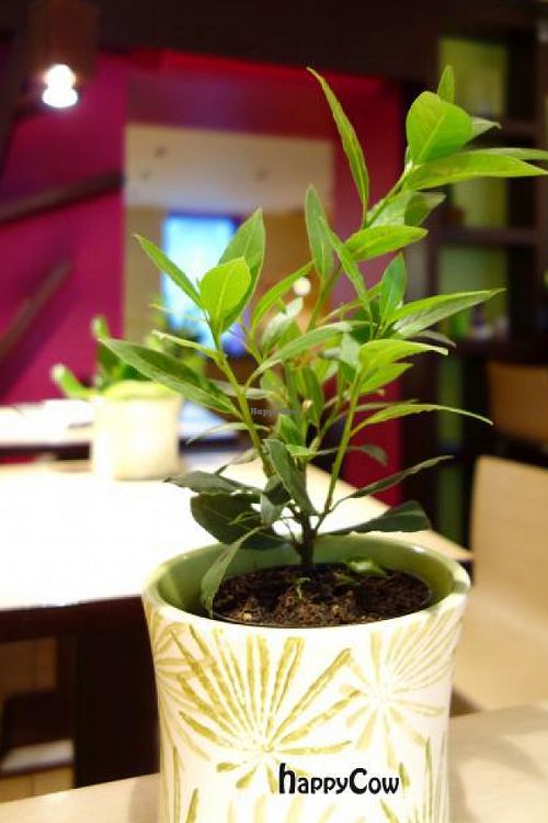 Raw Garden at The Beginnings - Skolas in Riga