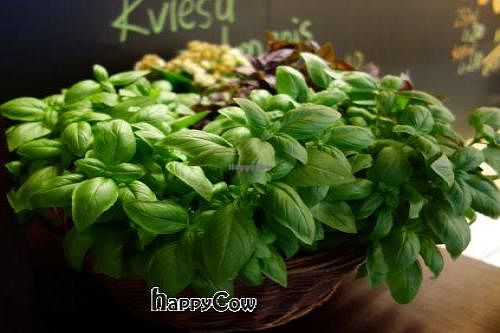 Raw Garden at The Beginnings - Skolas in Riga