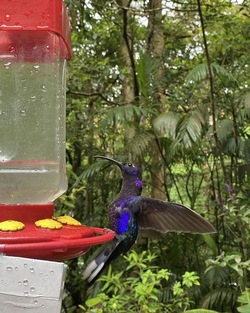 Backyard   at Colibri in Monteverde