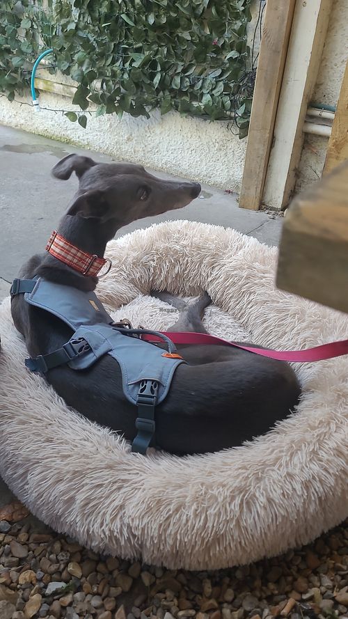  at Romilly's in Barry