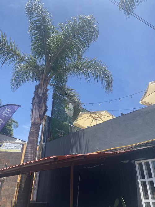 Didn’t see this until after our extrusion was leaving  at Versión Vegana Patio14 in San Andres Cholula