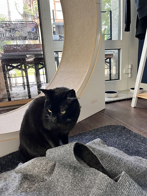 Cat  at Katers Köök in Hamburg