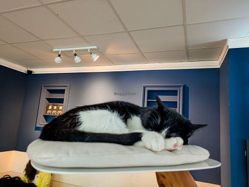 One of six cats at Katers Köök at Katers Köök in Hamburg