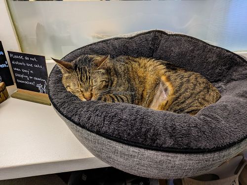 One of six cats at Katers Köök at Katers Köök in Hamburg