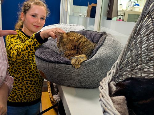 One of the friendly cats at Katers Köök at Katers Köök in Hamburg