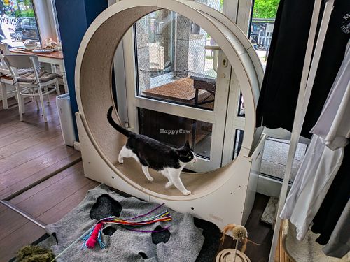 The cats at Katers Köök get plenty of exercise at Katers Köök in Hamburg