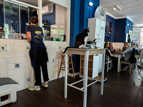 Cat on the reception desk at Katers Köök at Katers Köök in Hamburg