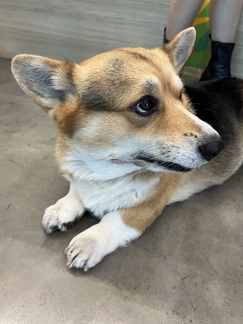 Cafe’s dog, Berdie  at Kind Cafe in Bangkok