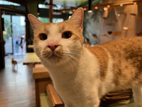 cat  at Katzentempel - Leipzig Mitte in Leipzig