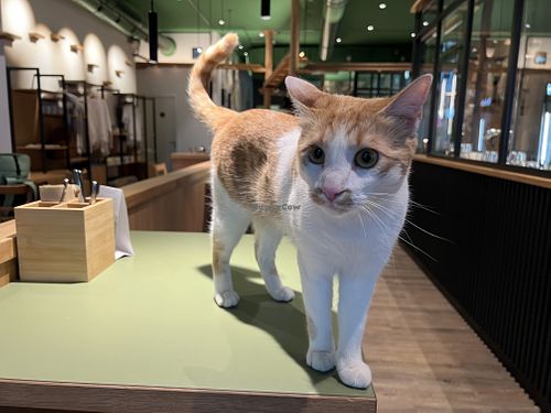 cat  at Katzentempel - Leipzig Mitte in Leipzig