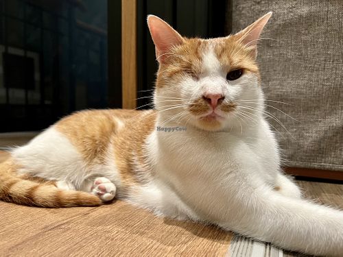 cat  at Katzentempel - Leipzig Mitte in Leipzig