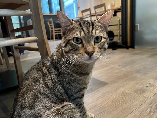 cat  at Katzentempel - Leipzig Mitte in Leipzig