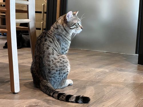 cat  at Katzentempel - Leipzig Mitte in Leipzig