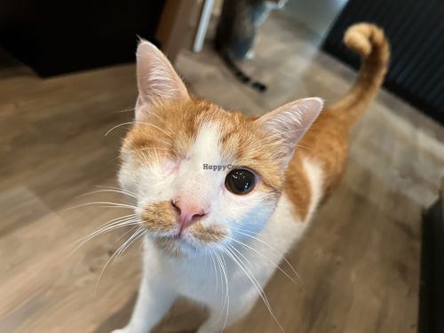 cat  at Katzentempel - Leipzig Mitte in Leipzig