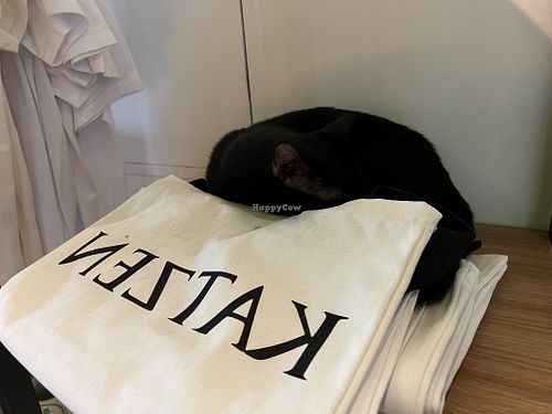 sleepy cat  at Katzentempel - Leipzig Mitte in Leipzig