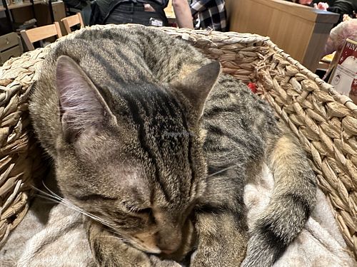 hektor  at Katzentempel - Leipzig Mitte in Leipzig