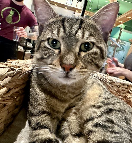 hektor  at Katzentempel - Leipzig Mitte in Leipzig