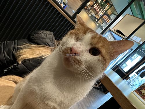 Kakashi  at Katzentempel - Leipzig Mitte in Leipzig