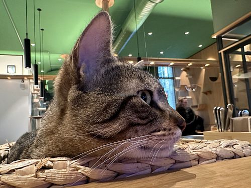 philosophical cat  at Katzentempel - Leipzig Mitte in Leipzig