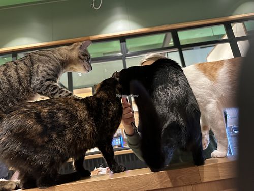 what s going on?!  at Katzentempel - Leipzig Mitte in Leipzig