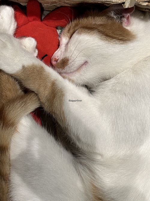 cat  at Katzentempel - Leipzig Mitte in Leipzig