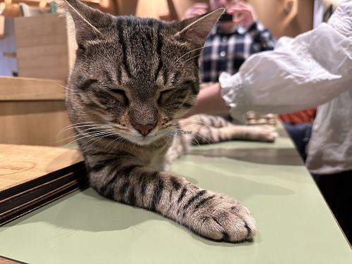 hektor  at Katzentempel - Leipzig Mitte in Leipzig