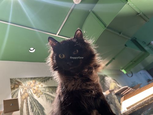 the fluffy queen 👑  at Katzentempel - Leipzig Mitte in Leipzig