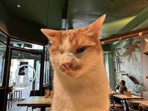 grumpy cat  at Katzentempel - Leipzig Mitte in Leipzig