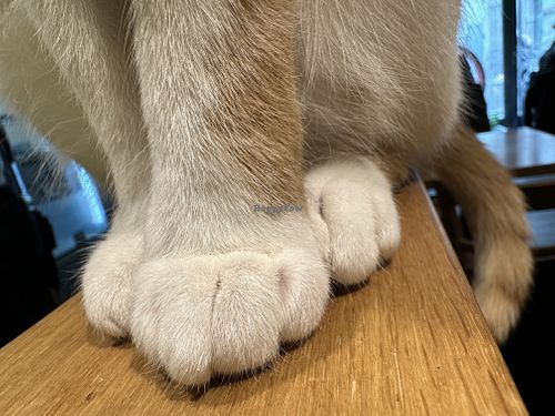 fluffy feet  at Katzentempel - Leipzig Mitte in Leipzig