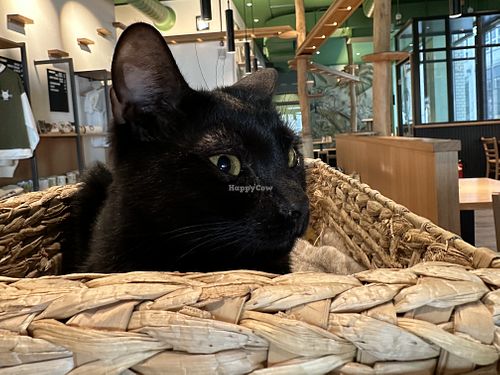 cat in basket  at Katzentempel - Leipzig Mitte in Leipzig