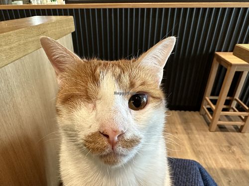 hello  at Katzentempel - Leipzig Mitte in Leipzig