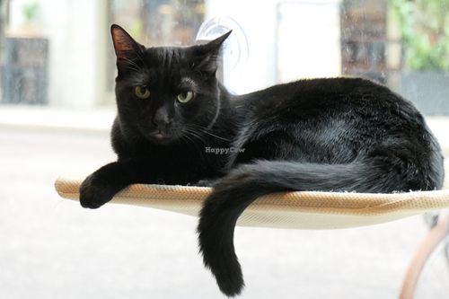 cat  at Katzentempel - Leipzig Mitte in Leipzig