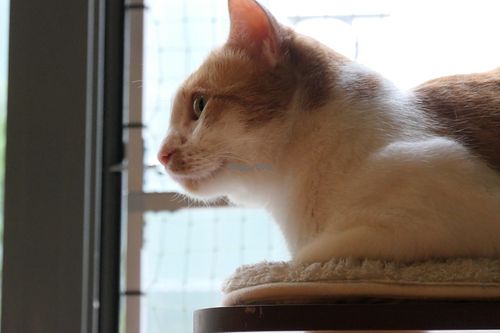 cat  at Katzentempel - Leipzig Mitte in Leipzig