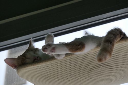 💤  at Katzentempel - Leipzig Mitte in Leipzig