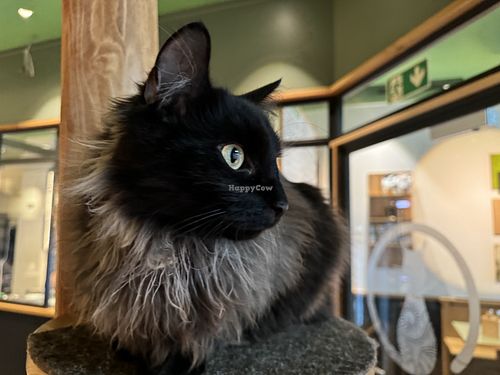 cat #Veganuary at Katzentempel - Leipzig Mitte in Leipzig