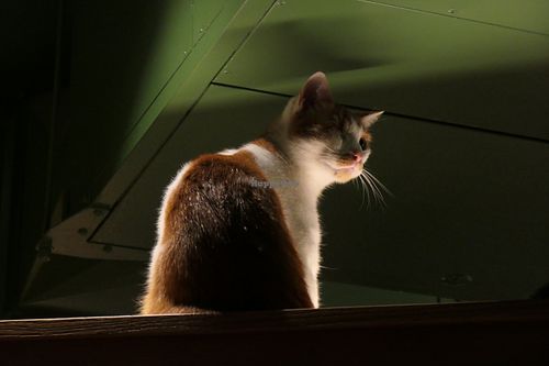 cat #Veganuary at Katzentempel - Leipzig Mitte in Leipzig