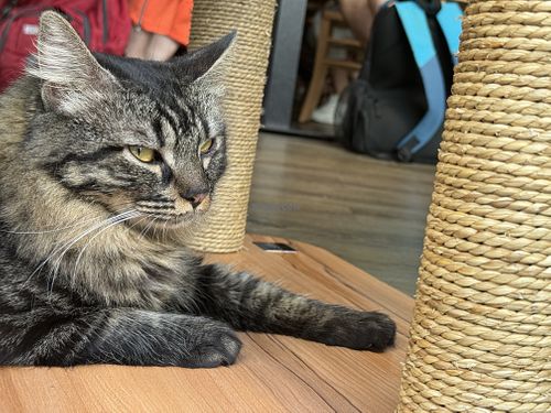 cat  at Katzentempel - Leipzig Mitte in Leipzig