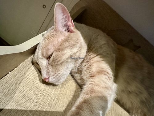 sleepy cat 2  at Katzentempel - Leipzig Mitte in Leipzig