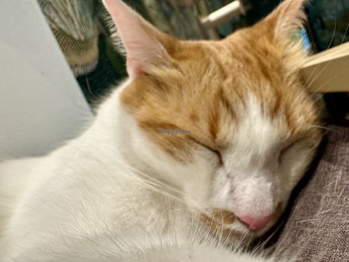 sleepy cat  at Katzentempel - Leipzig Mitte in Leipzig