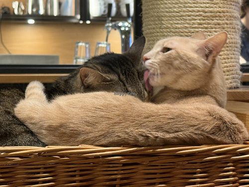 cats #Veganuary at Katzentempel - Leipzig Mitte in Leipzig