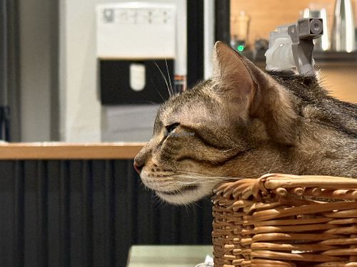 cat #Veganuary at Katzentempel - Leipzig Mitte in Leipzig