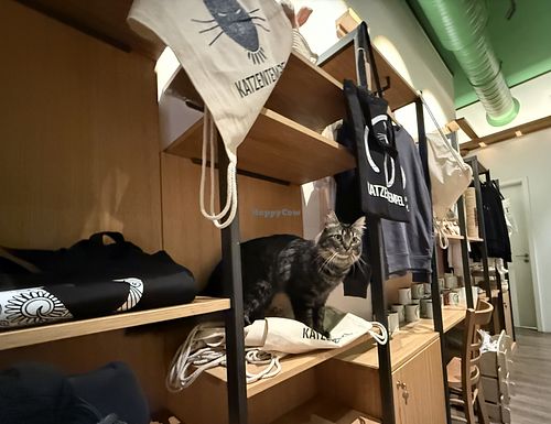 cat & merch #Veganuary at Katzentempel - Leipzig Mitte in Leipzig