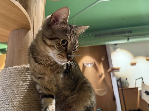 cat #Veganuary at Katzentempel - Leipzig Mitte in Leipzig