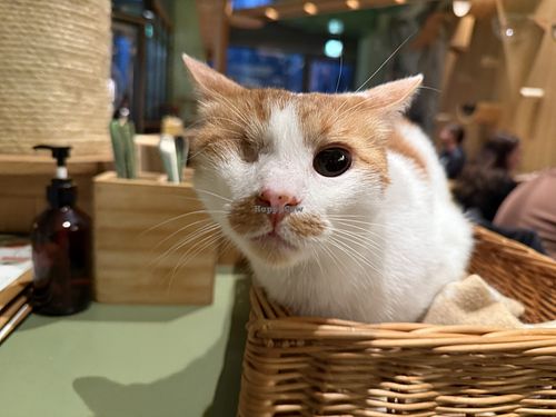 cat #Veganuary at Katzentempel - Leipzig Mitte in Leipzig
