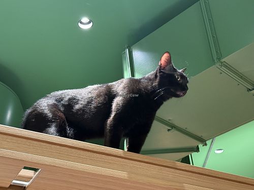 lion king #Veganuary at Katzentempel - Leipzig Mitte in Leipzig