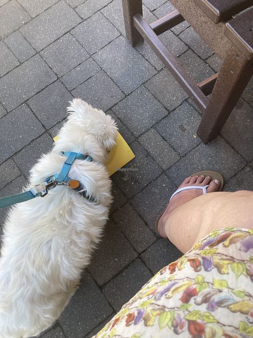 Dog Friendly   at Watusi in Hilton Head Island